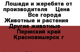 Лошади и жеребята от производителя. › Цена ­ 120 - Все города Животные и растения » Другие животные   . Пермский край,Красновишерск г.